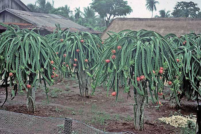 Dragon fruit